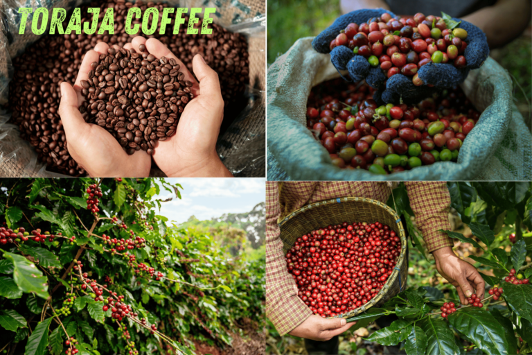 Is Toraja Coffee from Sulawesi Worth the Premium Price? here the answer